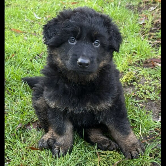 German Shepherd (Alsatian)