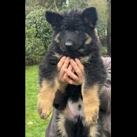 German Shepherd (Alsatian)