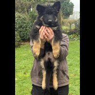 German Shepherd (Alsatian)