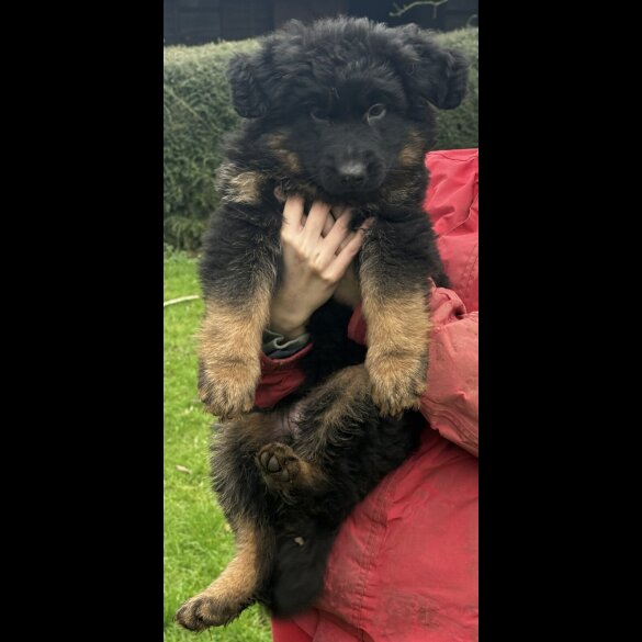 German Shepherd (Alsatian)