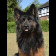 German Shepherd (Alsatian)