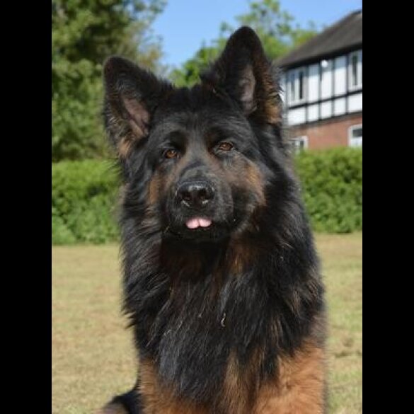 German Shepherd (Alsatian)