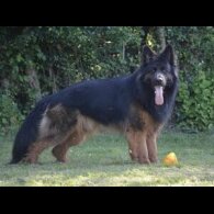 German Shepherd (Alsatian)