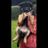 German Shepherd (Alsatian)