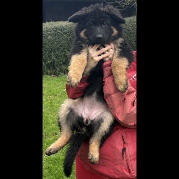 German Shepherd (Alsatian)