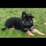 German Shepherd (Alsatian)