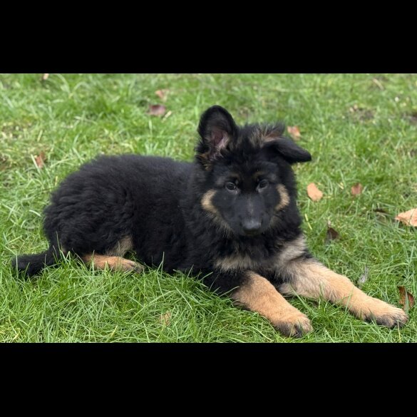 German Shepherd (Alsatian)