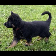 German Shepherd (Alsatian)