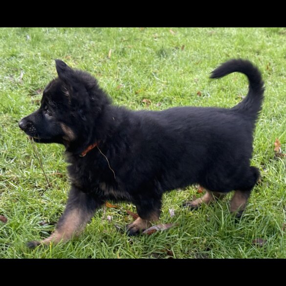 German Shepherd (Alsatian)