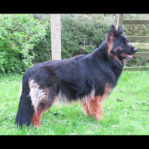 German Shepherd (Alsatian)