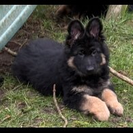 German Shepherd (Alsatian)