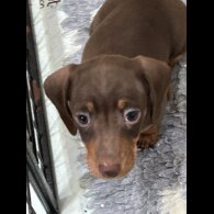 Dachshund (Smooth Haired)