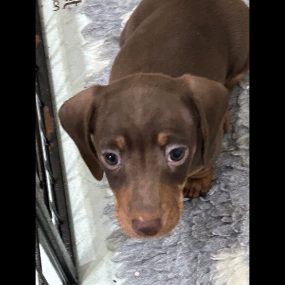 Dachshund (Smooth Haired)