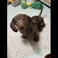 Dachshund (Smooth Haired)