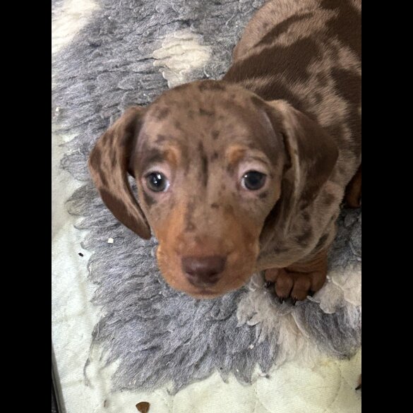 Dachshund (Smooth Haired)