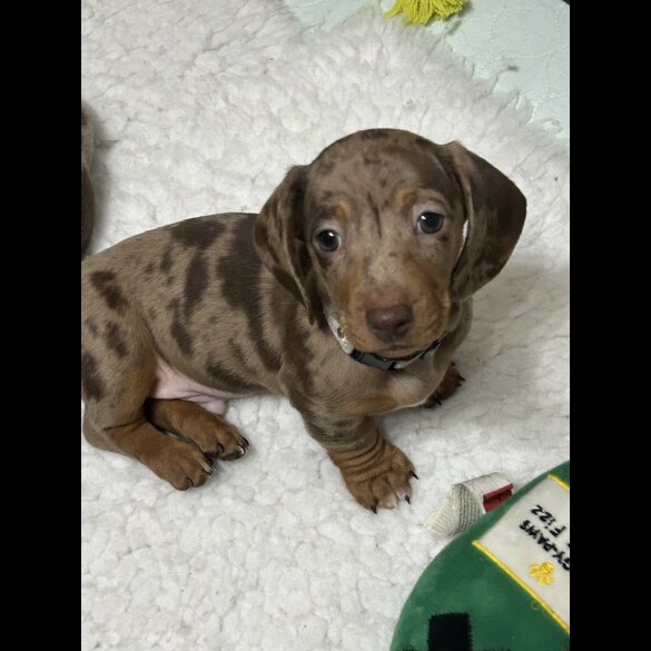 Dachshund (Smooth Haired)