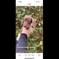 Dachshund (Smooth Haired)