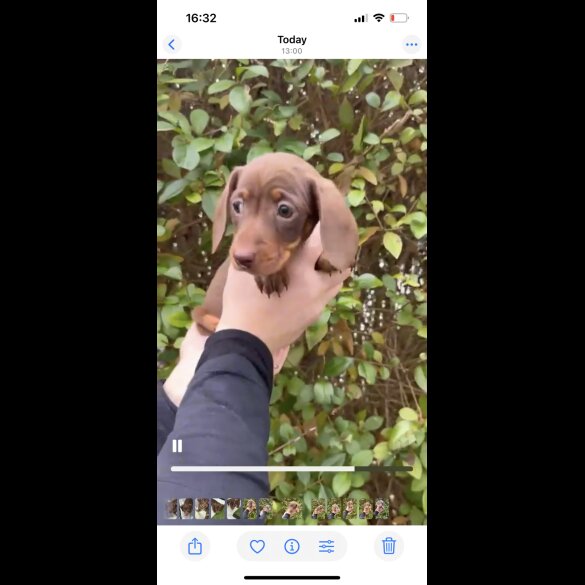 Dachshund (Smooth Haired)