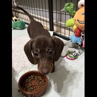 Dachshund (Smooth Haired)