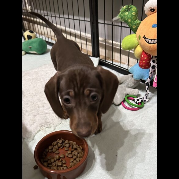 Dachshund (Smooth Haired)