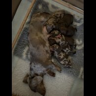 Dachshund (Smooth Haired)