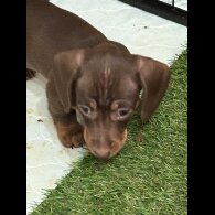 Dachshund (Smooth Haired)