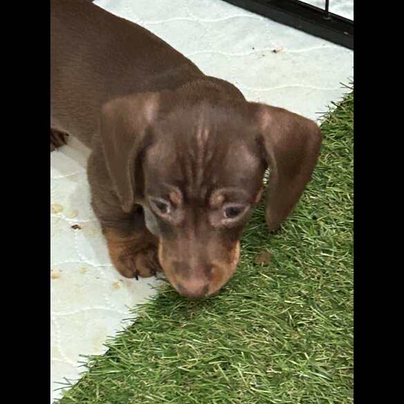 Dachshund (Smooth Haired)