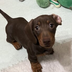 Dachshund (Smooth Haired)