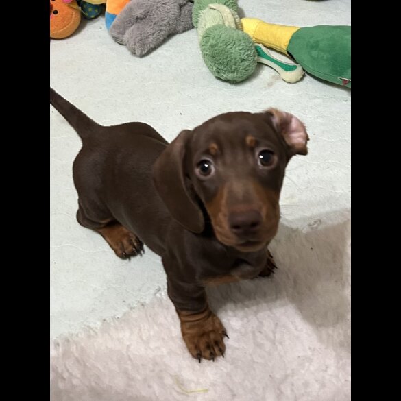 Dachshund (Smooth Haired)