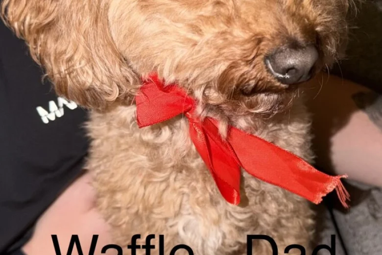 Sproodle