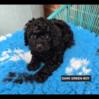 Toy Poodle