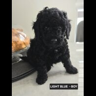Toy Poodle