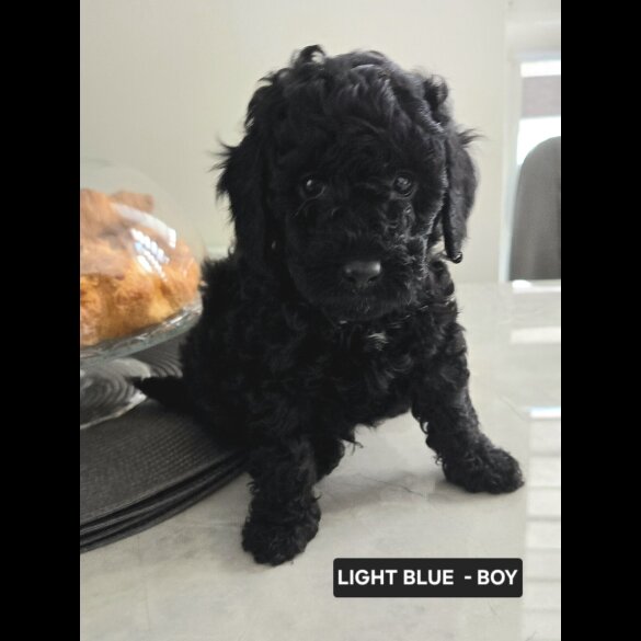 Toy Poodle