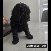 Toy Poodle