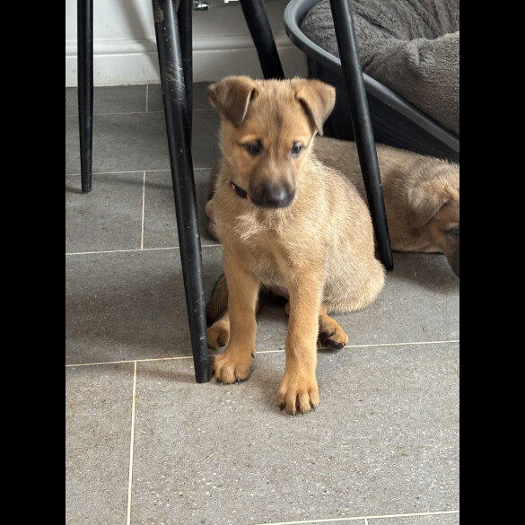 Belgian Shepherd Dog Malinois