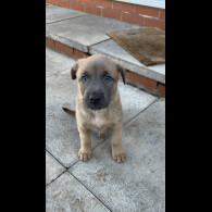Belgian Shepherd Dog Malinois