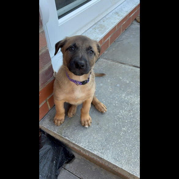 Belgian Shepherd Dog Malinois