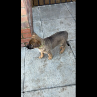 Belgian Shepherd Dog Malinois
