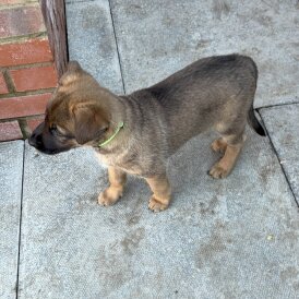Belgian Shepherd Dog Malinois
