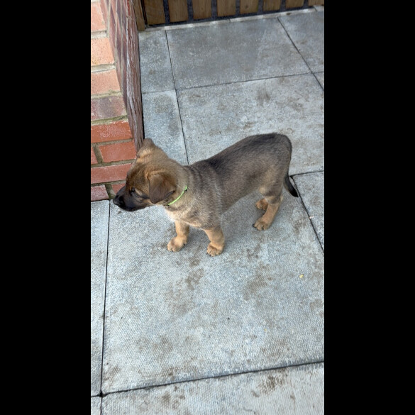 Belgian Shepherd Dog Malinois
