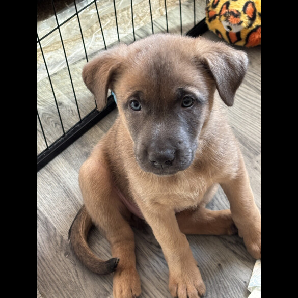 Belgian Shepherd Dog Malinois