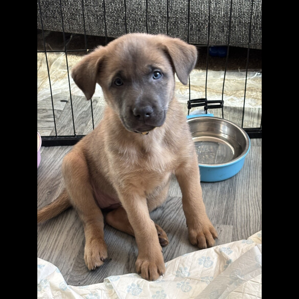 Belgian Shepherd Dog Malinois