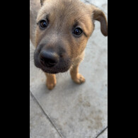 Belgian Shepherd Dog Malinois
