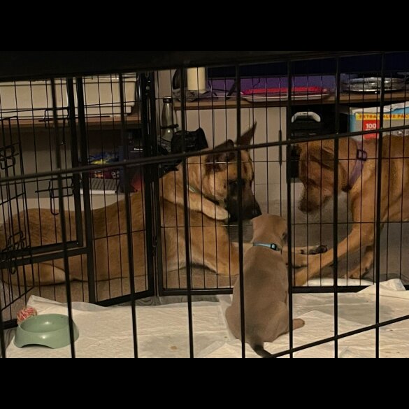 Belgian Shepherd Dog Malinois