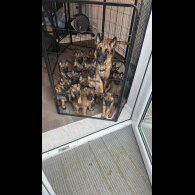 Belgian Shepherd Dog Malinois