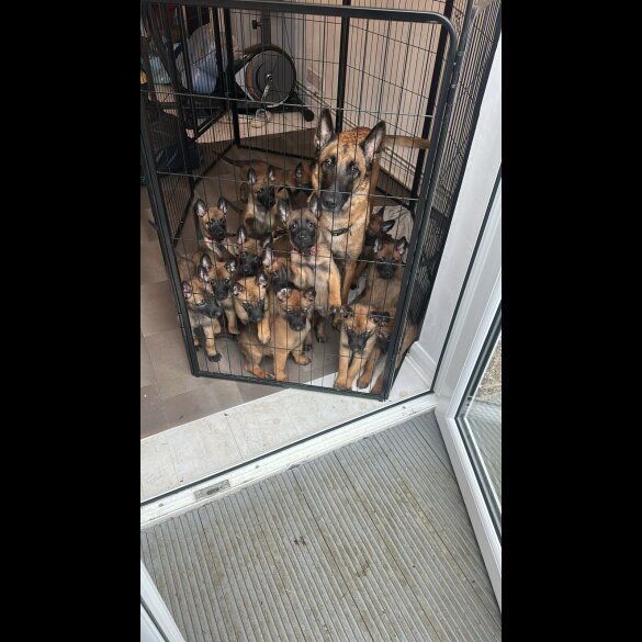 Belgian Shepherd Dog Malinois