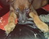 Belgian Shepherd Dog Malinois