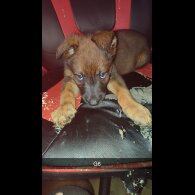 Belgian Shepherd Dog Malinois