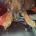 Belgian Shepherd Dog Malinois