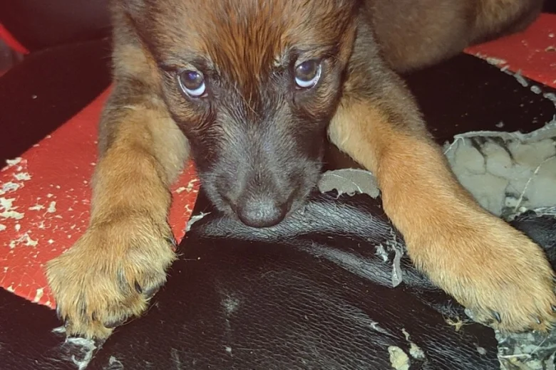 Belgian Shepherd Dog Malinois
